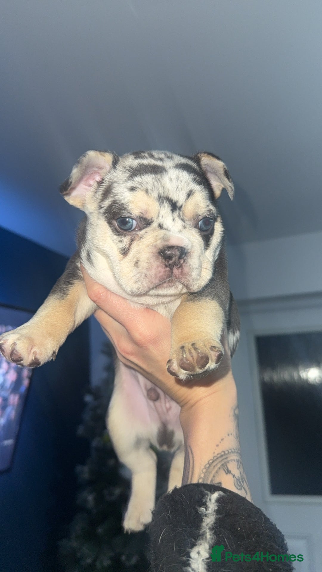 French Bulldog dogs for sale: 🐾Beautiful French Bulldog Puppies🐾 - Advert 5