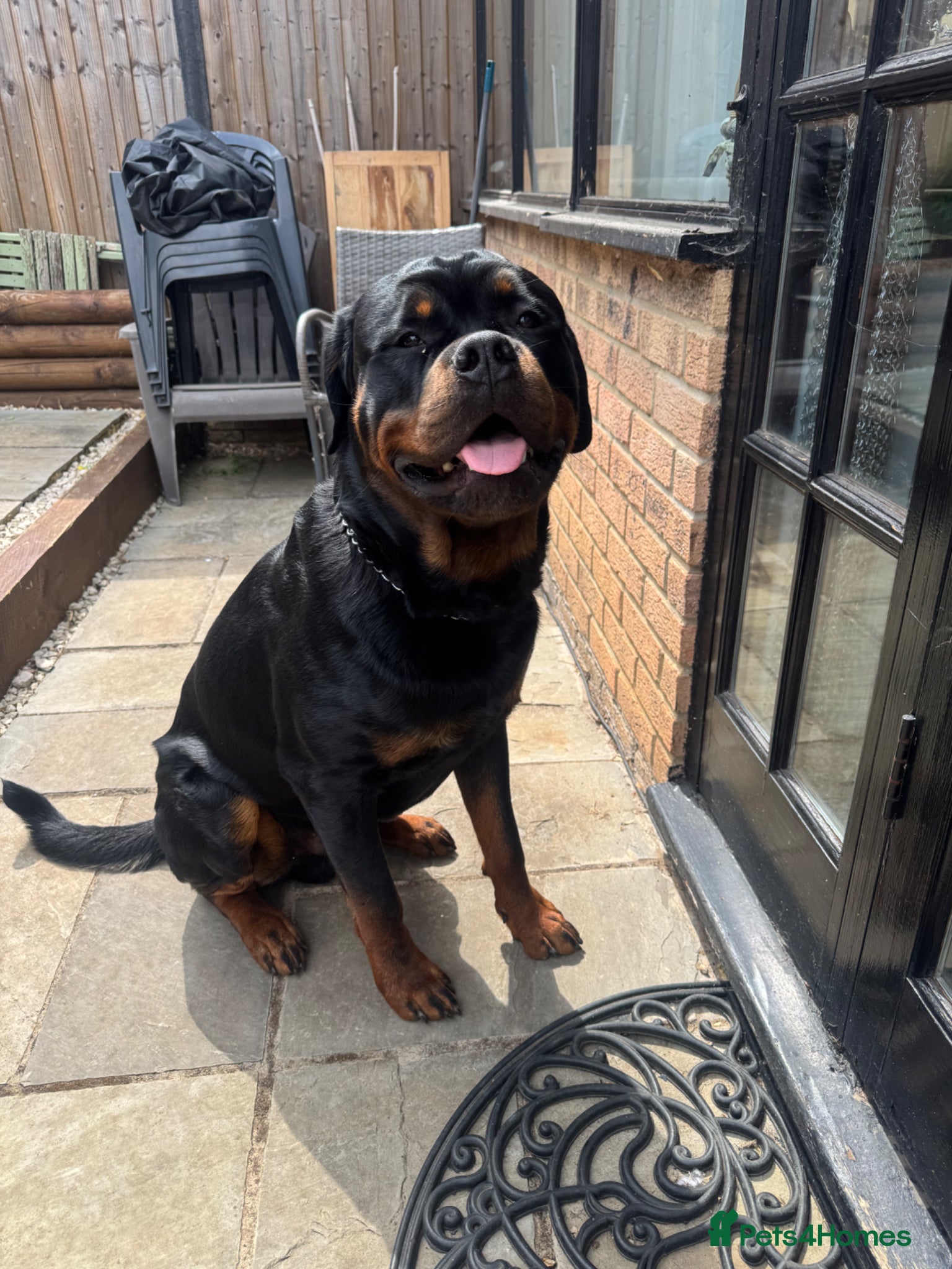 Rottweiler dogs for stud: Rottweiler for stud  - Advert 2