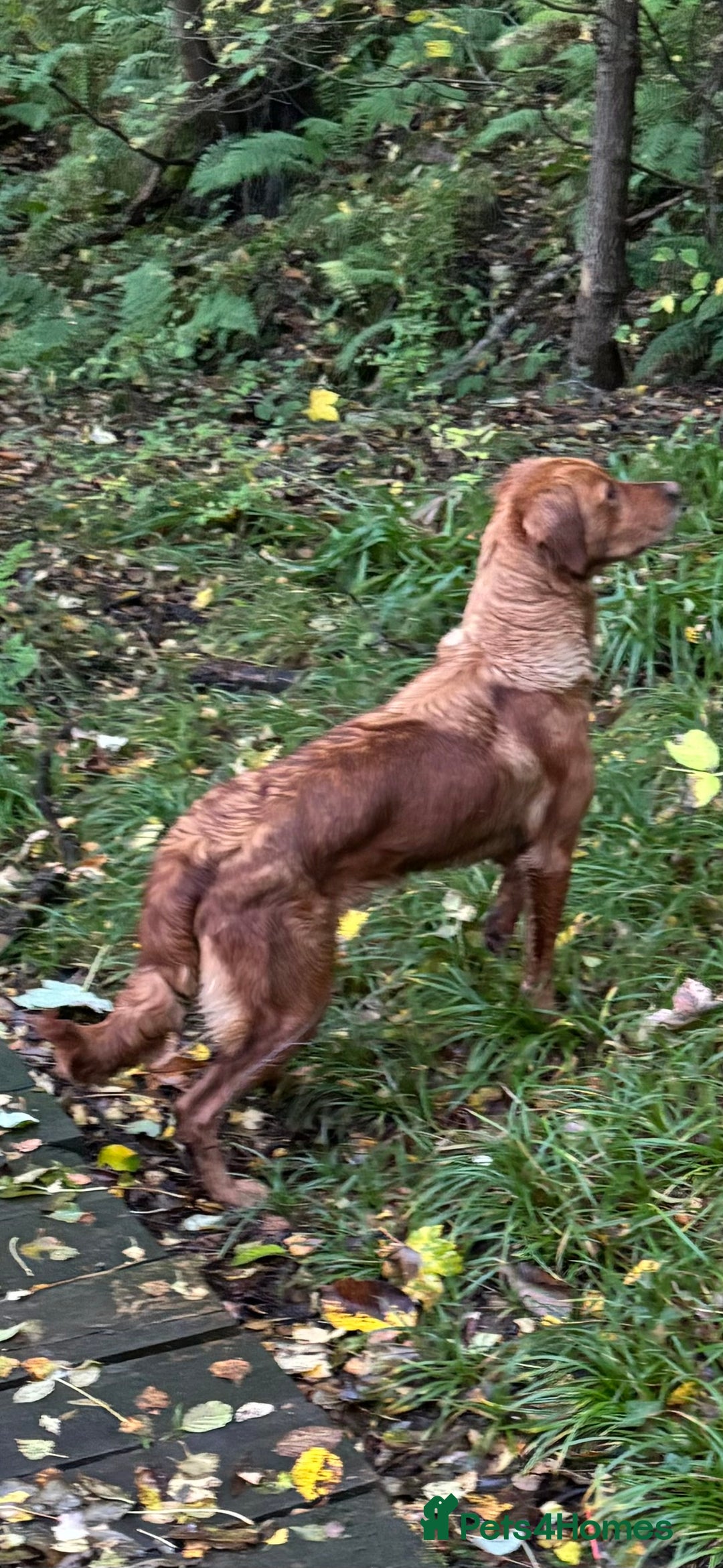 Golden Retriever dogs for sale:  Golden retriever puppies  - Advert 22