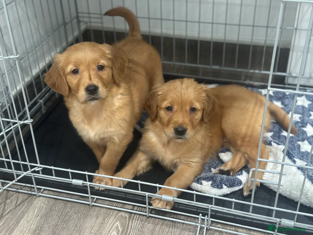 Golden Retriever dogs for sale: Dark Golden KC registered Golden retrievers - Advert 7