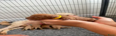 Cockapoo 7 (yellow)
