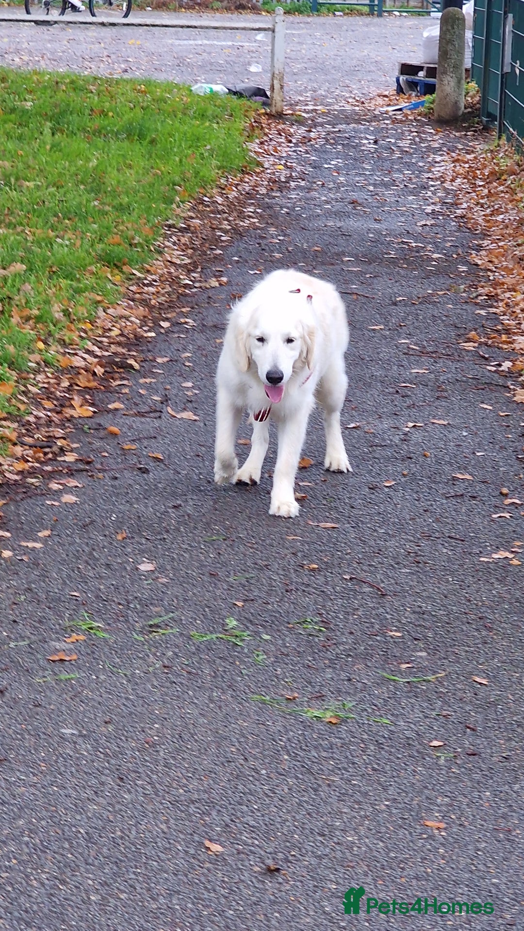 Golden Retriever dogs for sale: Meet Mickey, the Well-Mannered Golden Retriever - Image 5