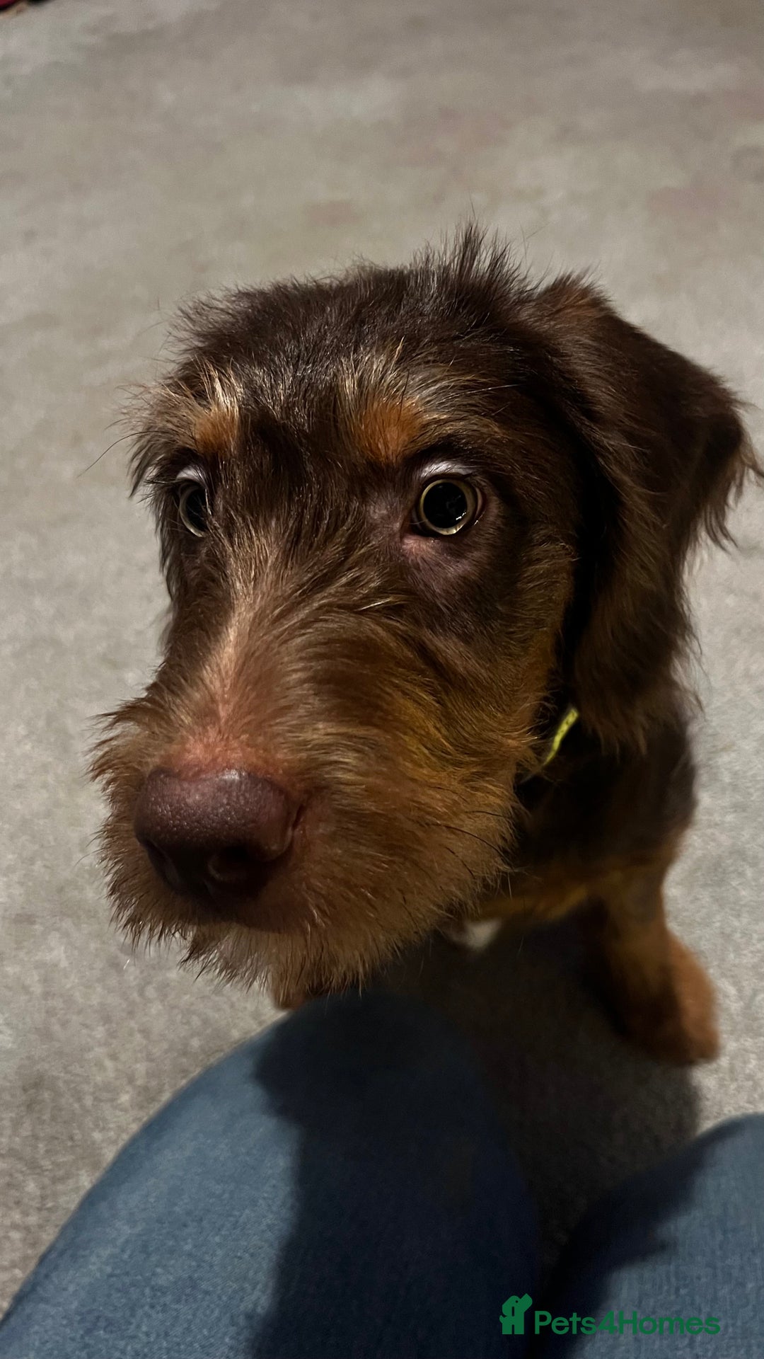 Labradoodle dogs for sale: Labradoodle (koda) - Advert 3