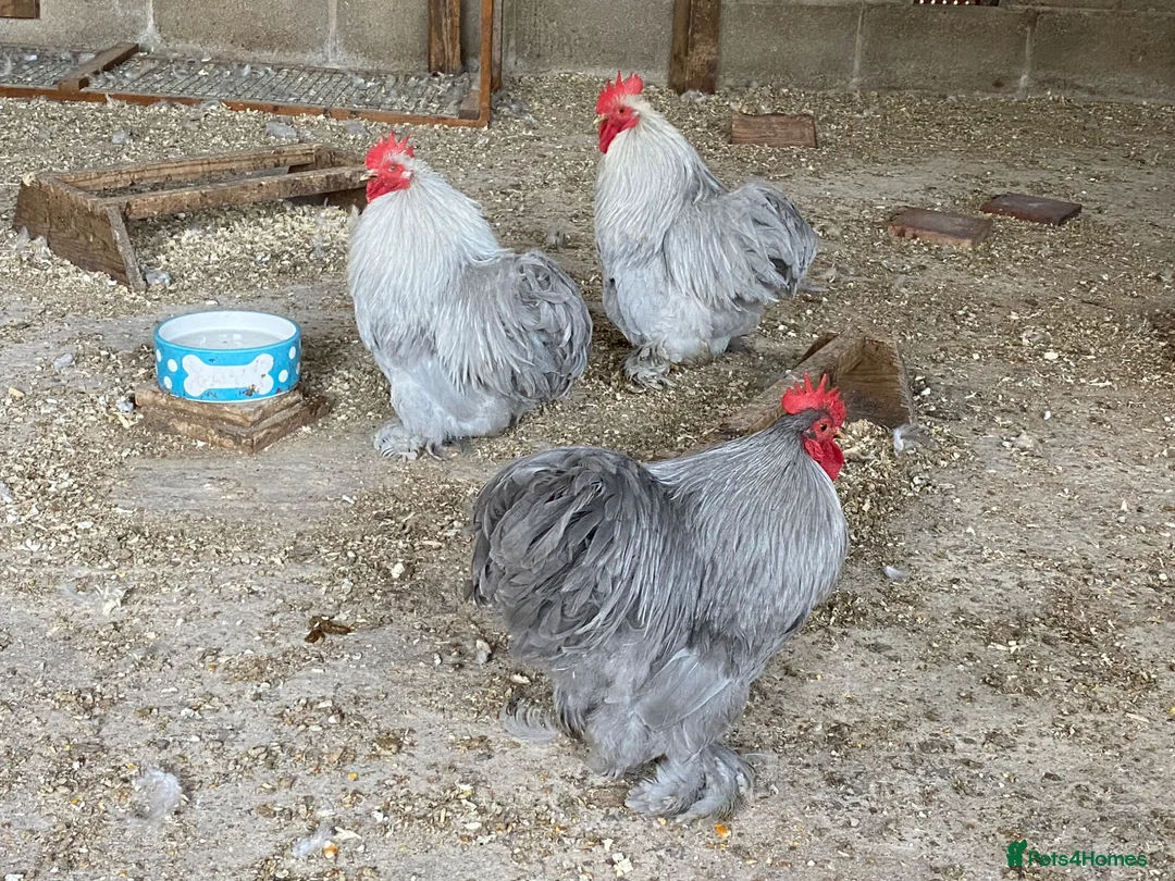 Chickens poultry for sale: Pekin Lavender Cockerels - Advert 1