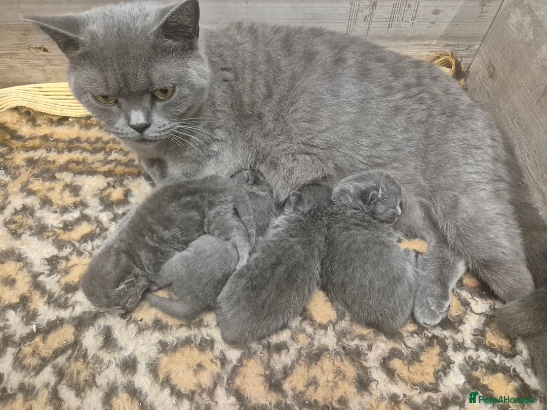 British Shorthair cats for sale: British short-hair kittens  - Image 2
