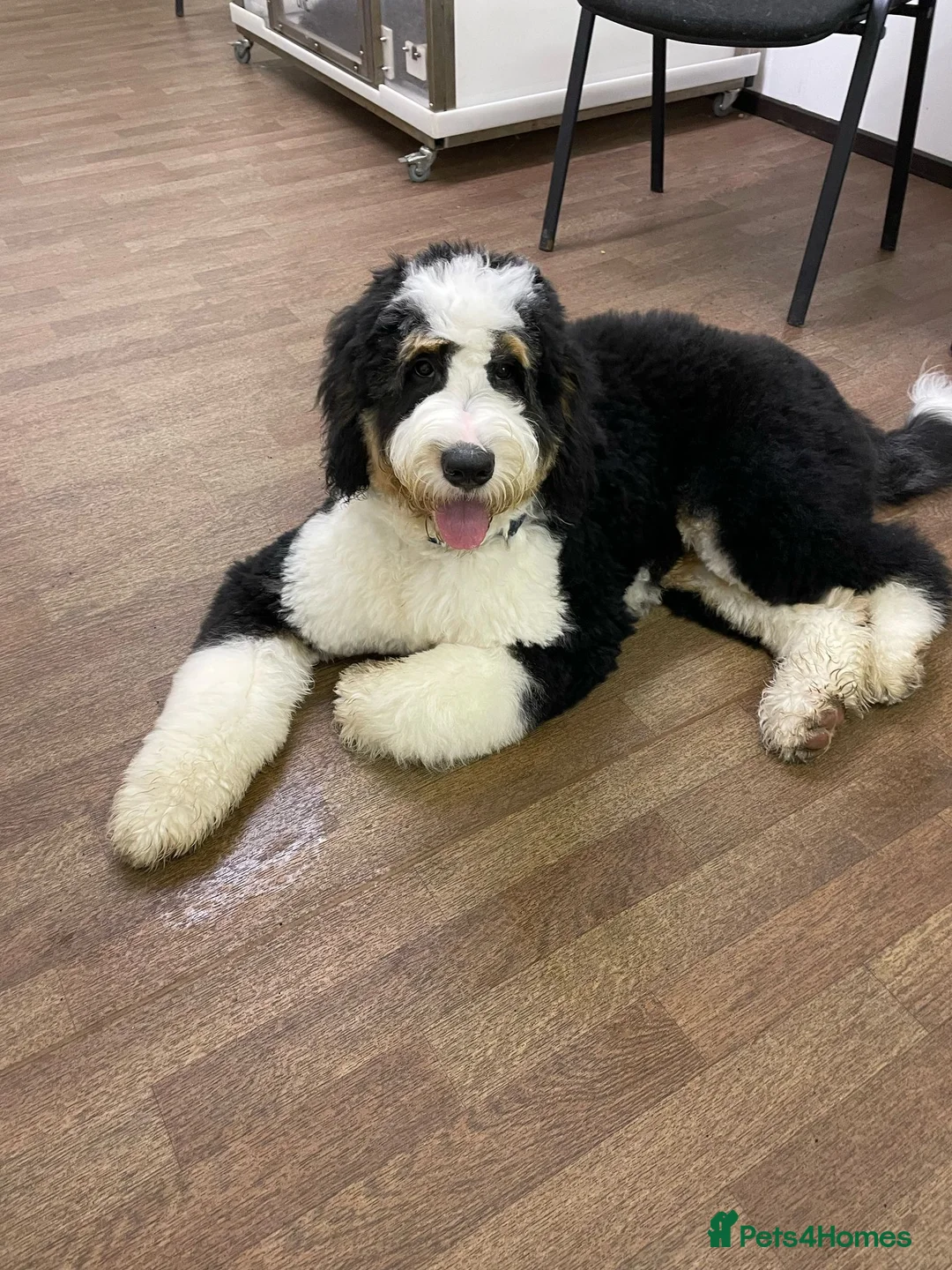 Bernedoodle dogs for sale: Beautiful Bernedoodle Pups - Advert 10