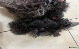 Miniature Schnauzer dogs for sale: Lovely KC Mini Schnauzer 4 months Fully Vaccinated - Image 15