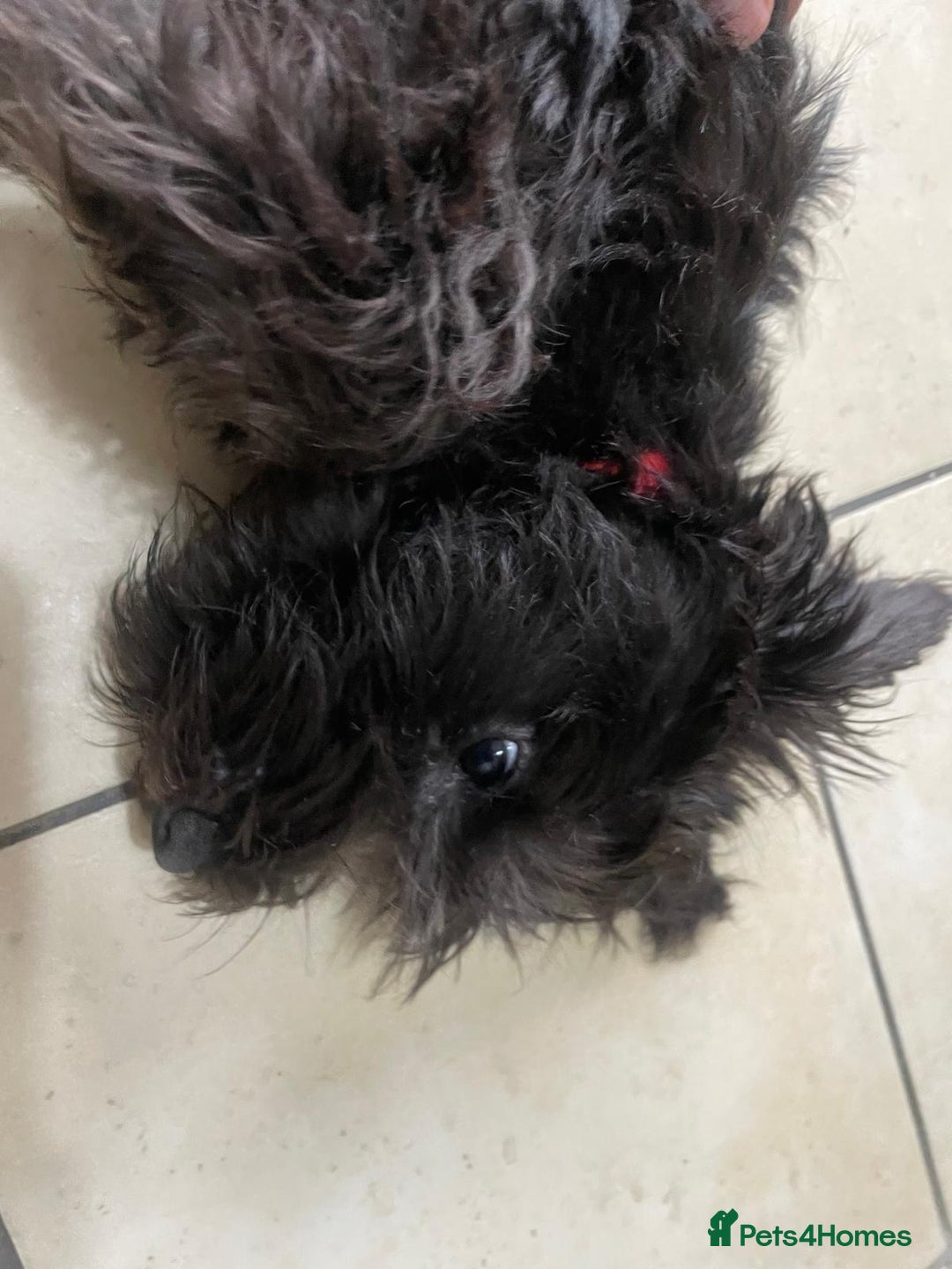 Miniature Schnauzer dogs for sale: Lovely KC Mini Schnauzer 4 months Fully Vaccinated - Image 15