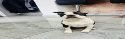 Boston Terrier dogs for sale: Little man looking for a new home 🏡 - Advert 2