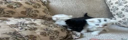 Mixed Breed cats for sale: 3 gorgeous Kittens for sale  - Advert 14