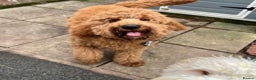 Goldendoodle dogs for stud: Goldendoodle Standard size (proven)  in Manchester - Advert 4