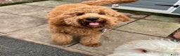 Goldendoodle dogs for stud: Goldendoodle Standard size (proven)  in Manchester - Advert 5
