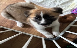 Akita dogs for sale: 5 Beautiful akita puppies in Willenhall - Image 14