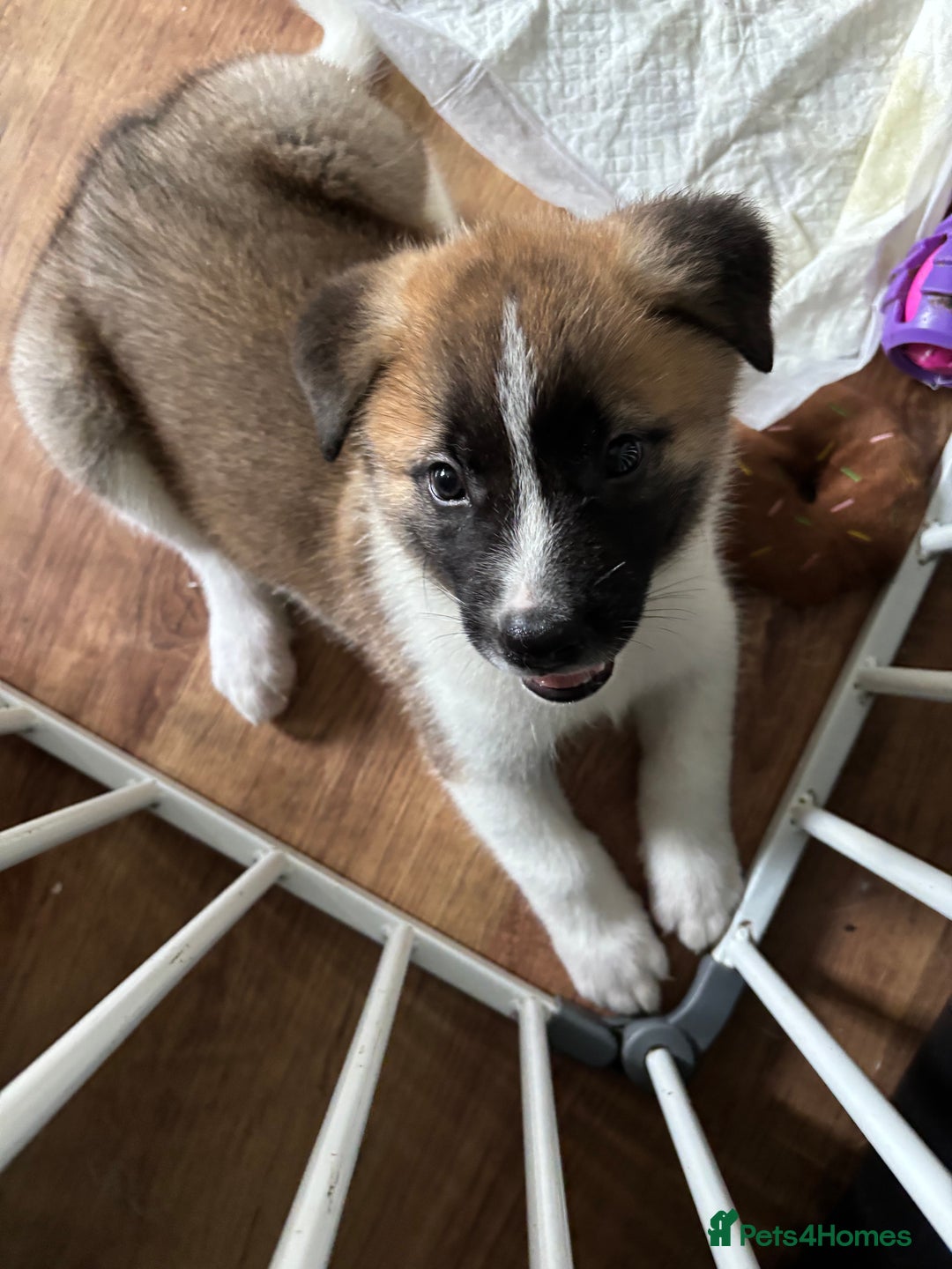 Akita dogs for sale: 5 Beautiful akita puppies in Willenhall - Image 14