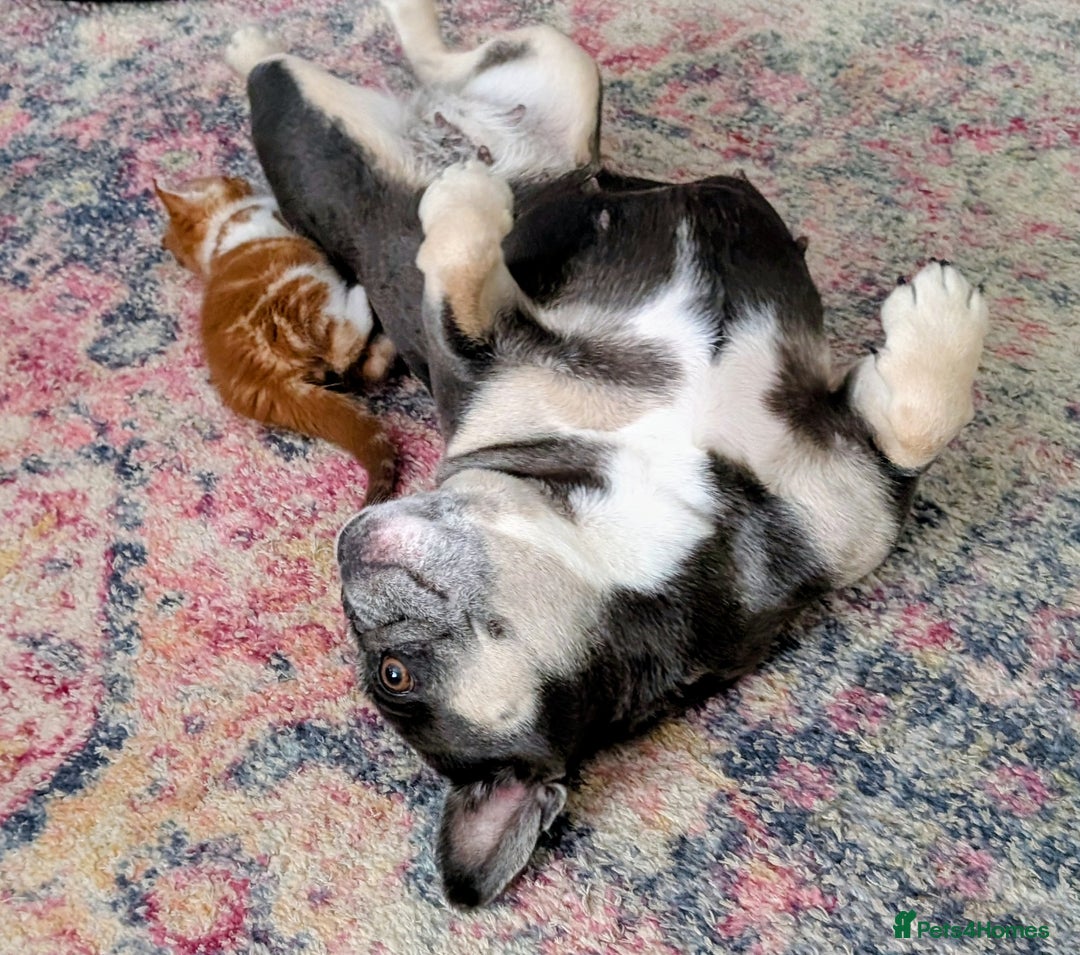 Maine Coon cats for sale: Maine Coon cross boy , ready 15th of October ber  - Image 5