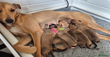 Mixed Breed dogs in Sturminster Newton - Advert 11