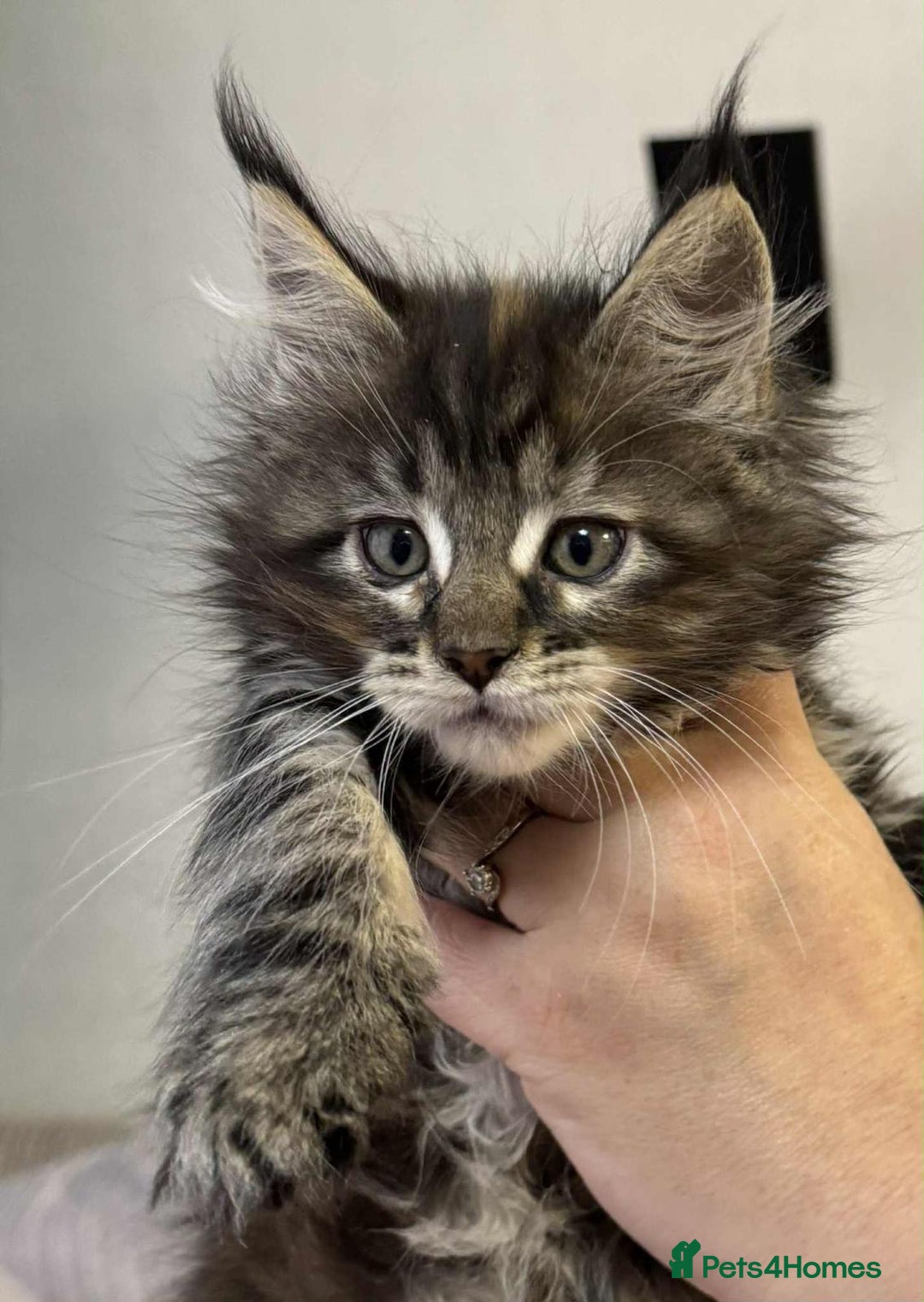 Maine Coon cats for sale: Adorable pedigree Maine coon kittens - Advert 13