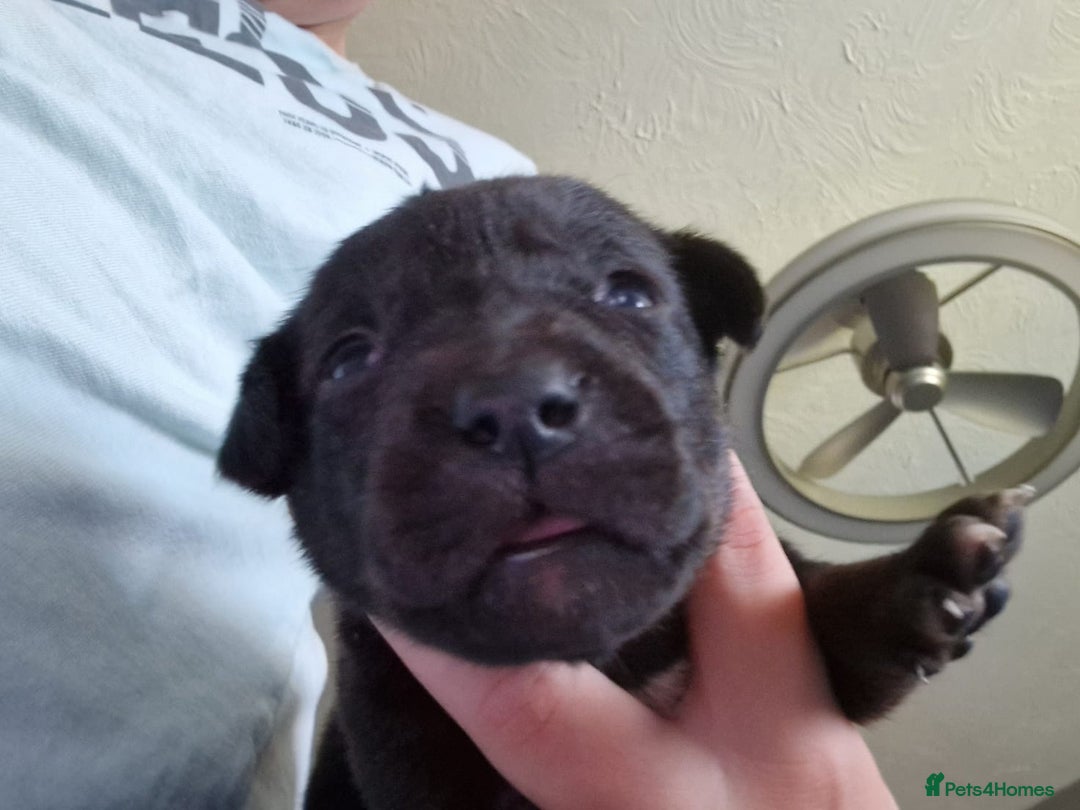 Mixed Breed dogs for sale: Staffador puppies - Image 8