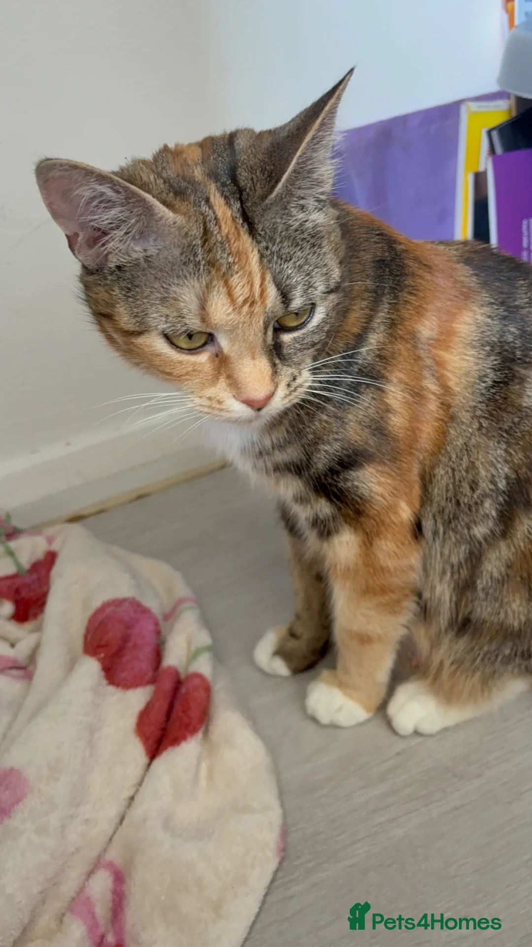 Mixed Breed cats for sale: 3 Gorgeous Kittens  - Advert 1