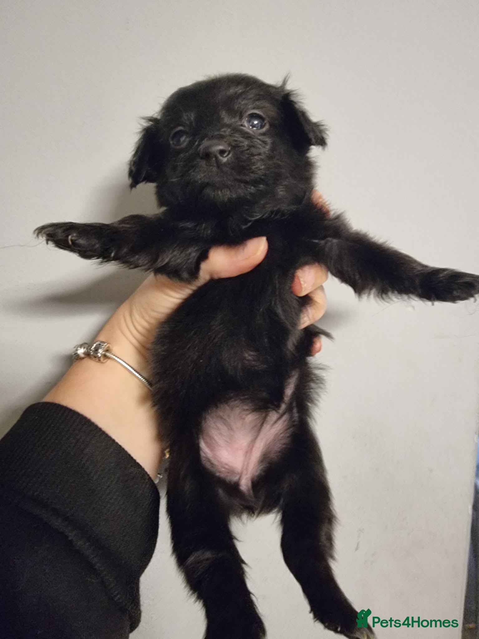 Mixed Breed dogs Miniature Dachshund x Pomeranian Puppies - Advert 15