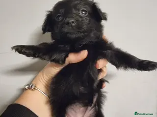 Mixed Breed dogs Miniature Dachshund x Pomeranian Puppies - Advert 15