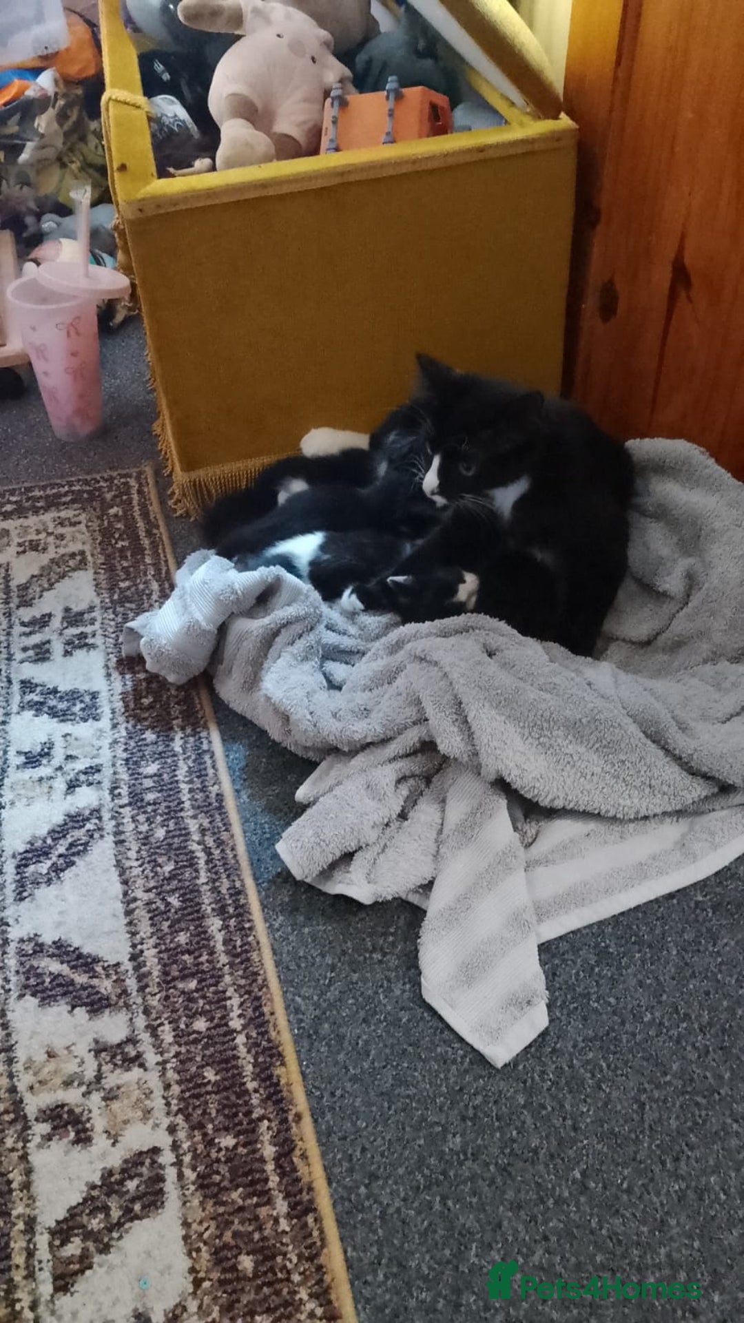 Domestic Shorthair cats for sale: 2 male kittens - Image 5