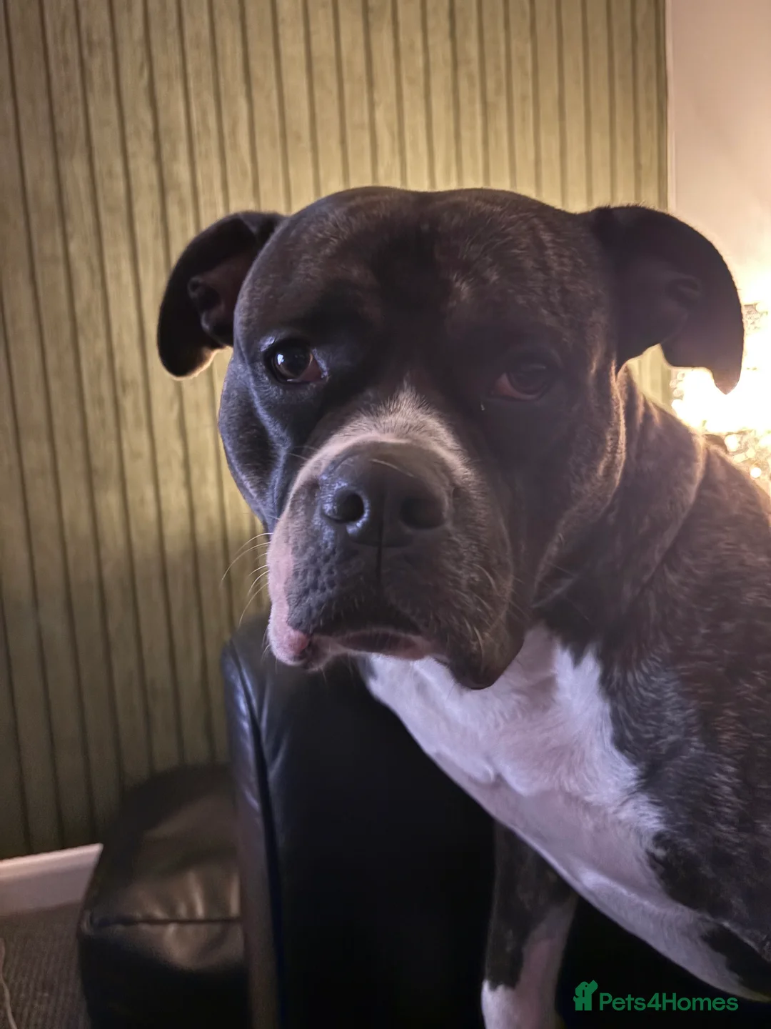 Staffordshire Bull Terrier dogs for sale: Staffy male 2 years 1 month  - Advert 3