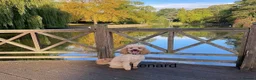 Maltipoo dogs for sale: Exquisite Maltipoos DNA Health Tested Parents - Advert 8