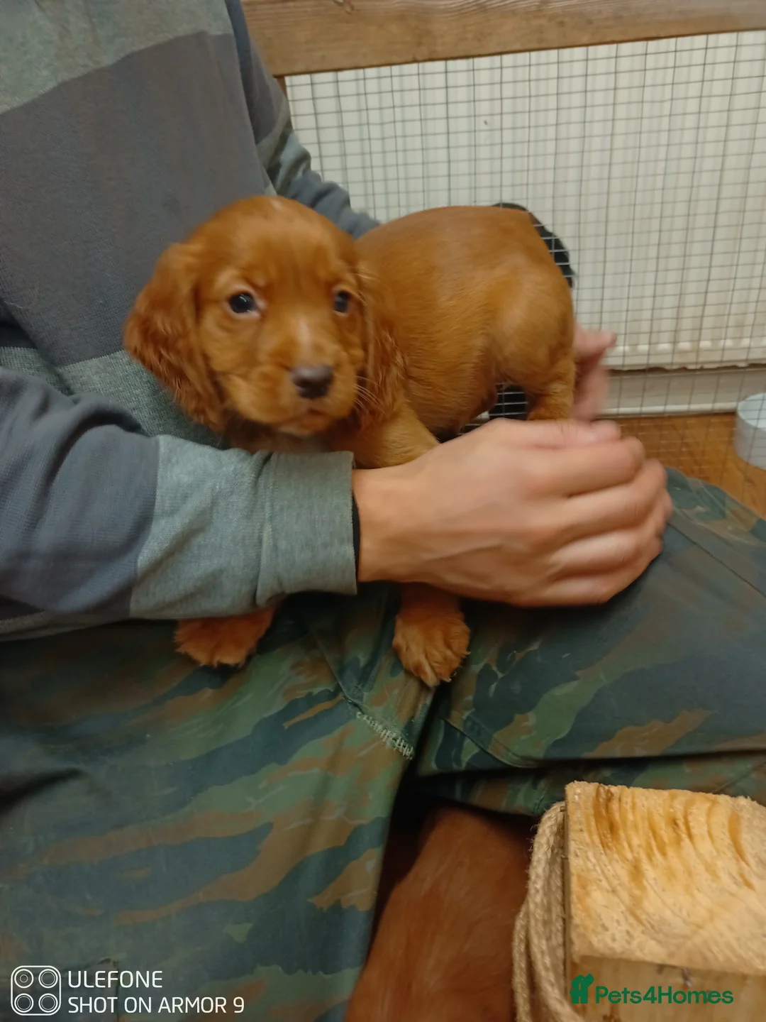 Cocker Spaniel dogs for sale: Cocker spaniel Puppies - Advert 8