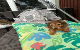 Dachshund dogs for sale: KC Registered Quality Mini Dachshunds long hair  - Image 16