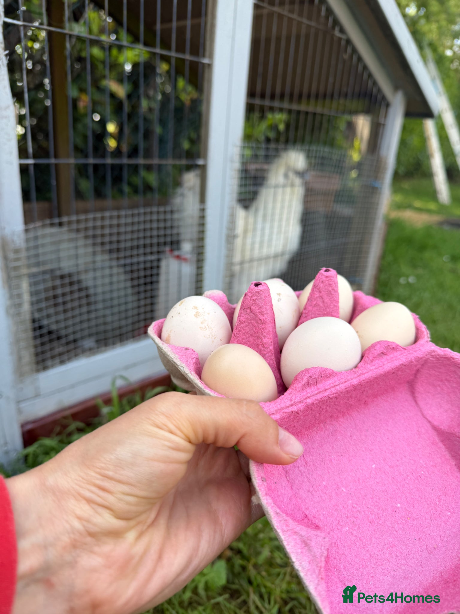 Chickens poultry Silkie Hatching Eggs – Fertilised - Advert 1