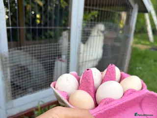 Chickens poultry Silkie Hatching Eggs – Fertilised - Advert 1