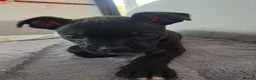 Staffordshire Bull Terrier dogs for sale: Last female staffy - Advert 7
