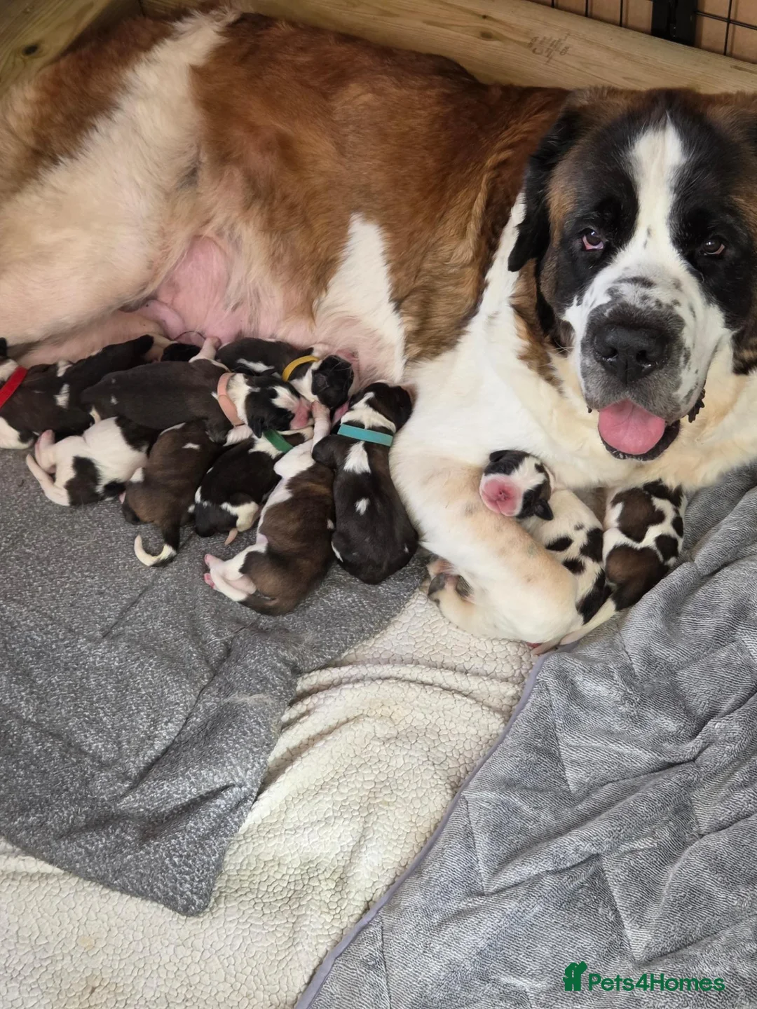 Saint Bernard dogs for sale: Saint Bernard puppies  - Advert 1