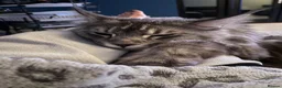 Maine Coon cats for sale: Storm in Abingdon - Advert 5