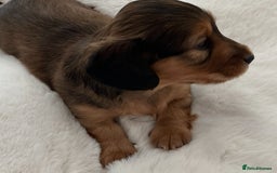 Miniature Dachshund dogs for sale: Stunning KC mini long hair dachshunds - Image 4