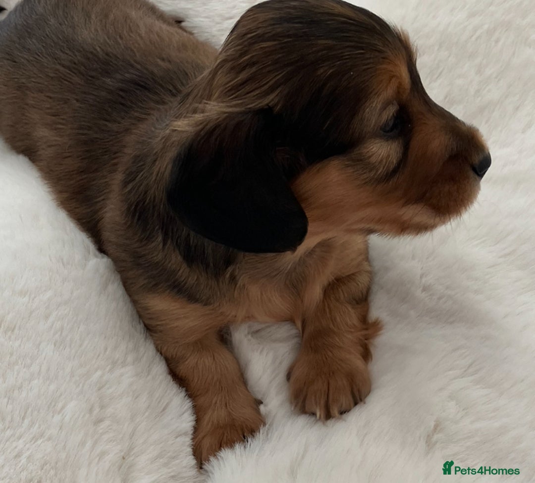 Miniature Dachshund dogs for sale: Stunning KC mini long hair dachshunds - Image 4