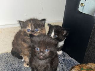 Mixed Breed cats Female tortie black, black & white male - Advert 7