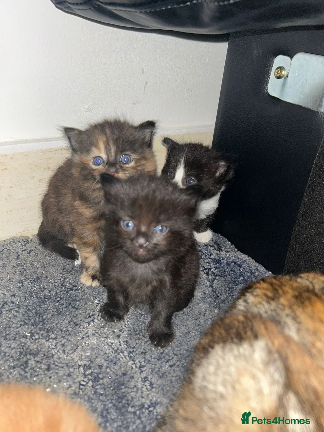 Mixed Breed cats for sale: Only black male left, ready 14th Feb  - Advert 1