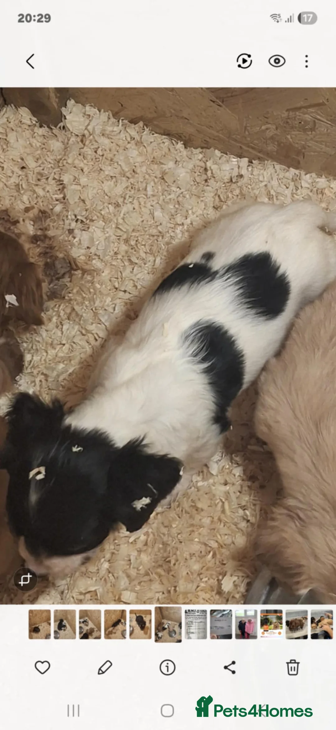 Cocker Spaniel dogs for sale: Girl and Boys cocker spaniels - Advert 8