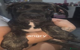 Mixed Breed dogs for sale: Pure Cane corso / pure presa canario puppies. - Image 6