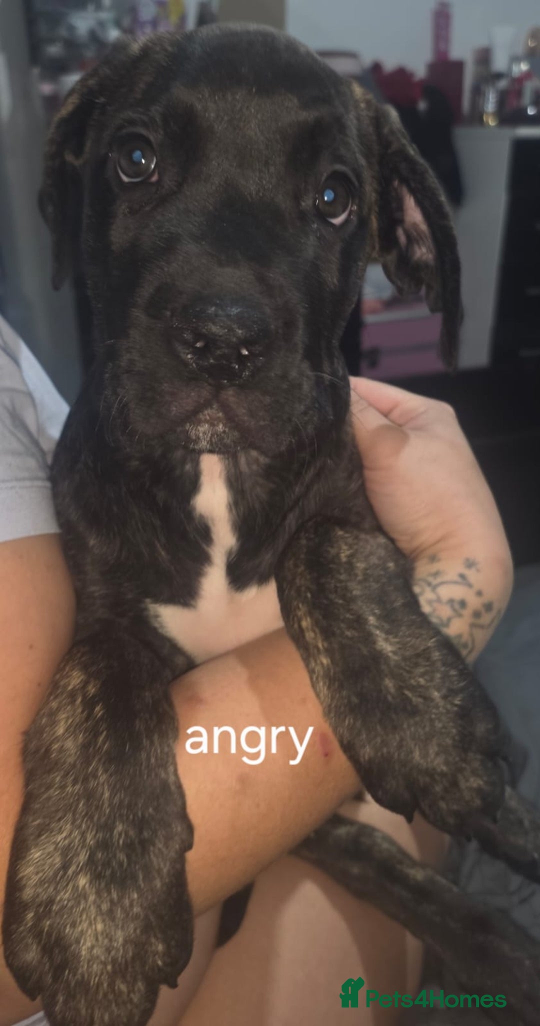 Mixed Breed dogs for sale: Pure Cane corso / pure presa canario puppies. - Image 6