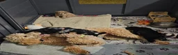 Miniature Poodle dogs for sale: 6 weeks old F1b Moyen Poodle  - Advert 8