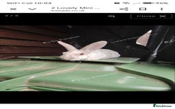 Rex rabbits for sale: 4 lovely friendly mini rex boys - Image 1