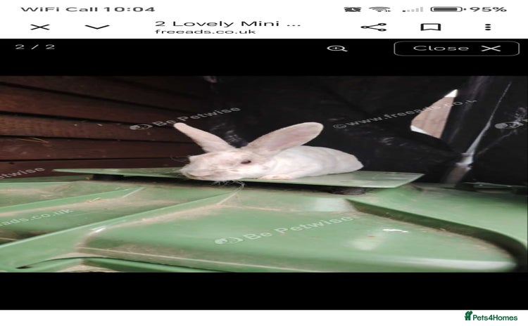 Rex rabbits - Advert 1