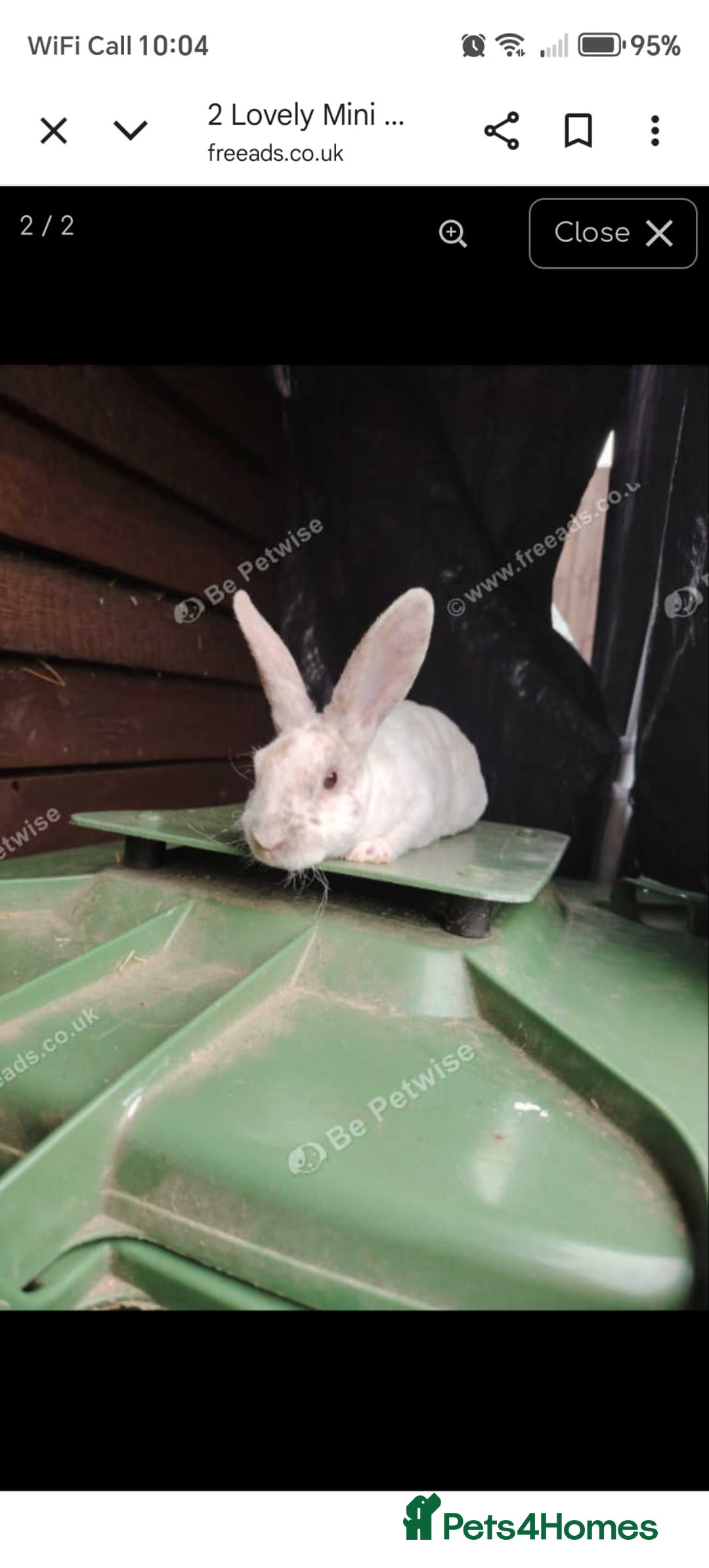Rex rabbits for sale: 4 lovely friendly mini rex boys - Image 1
