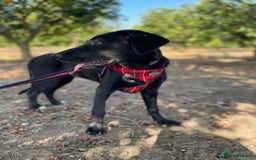 Mixed Breed dogs for adoption: Lovely Leah - Image 15