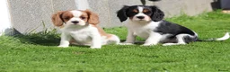 Cavalier King Charles Spaniel dogs for sale: Beautiful Cavalier King Charles Spaniel puppies - Advert 19