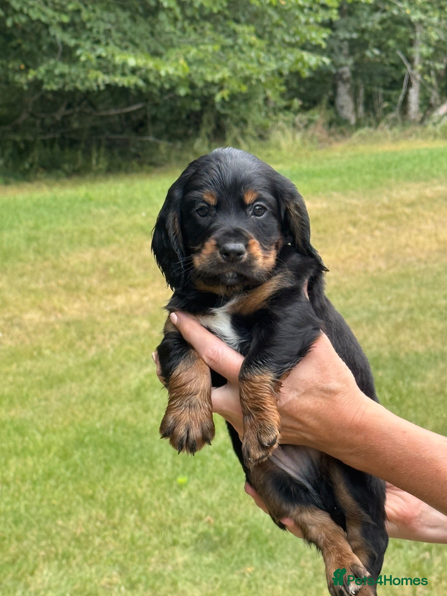 Cocker Spaniel dogs Working cocker spaniel puppies KC REGISTERED - Advert 14
