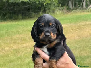 Cocker Spaniel dogs Working cocker spaniel puppies KC REGISTERED - Advert 14